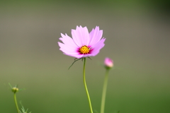 秋桜