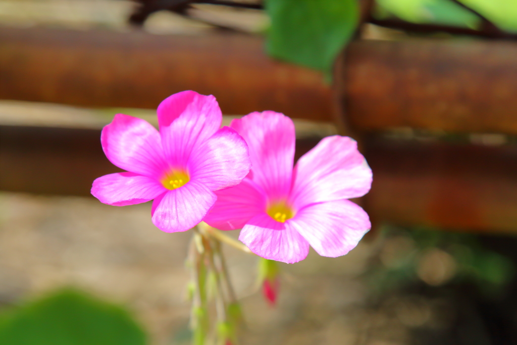 線路脇の名も知らぬ花２