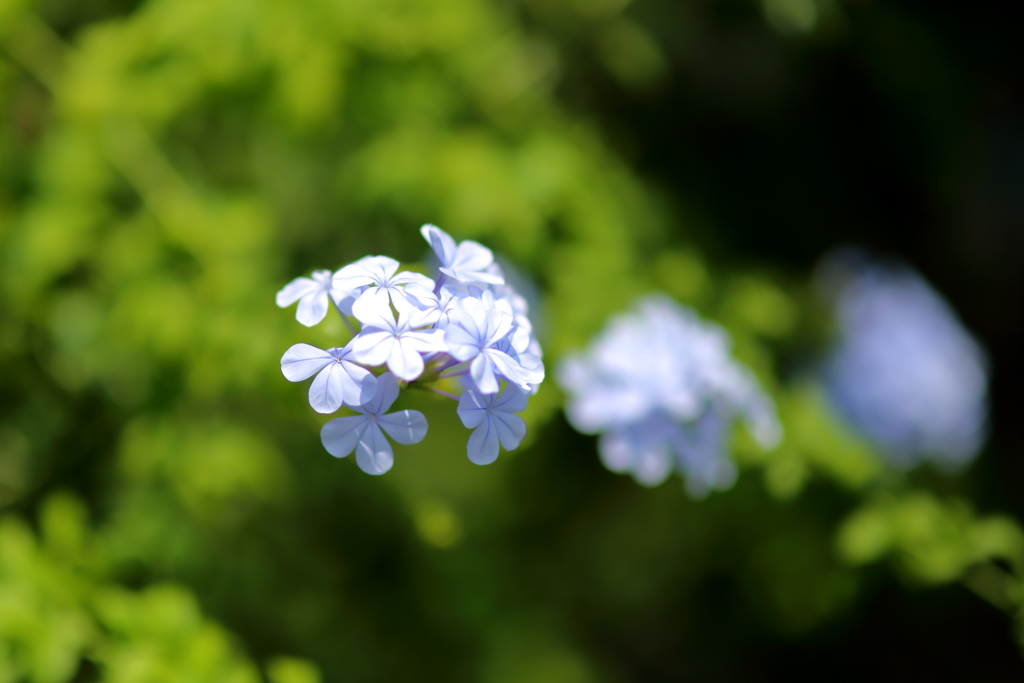 85mm ｆ1.4の世界