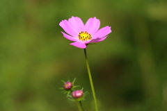 秋桜