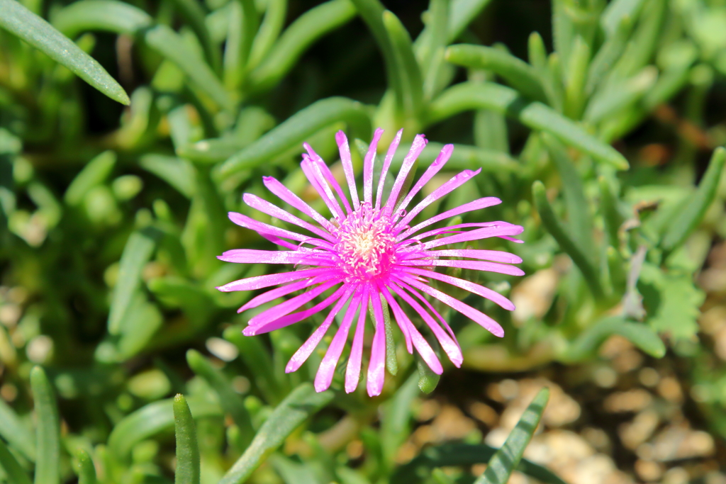線路脇の名も知らぬ花