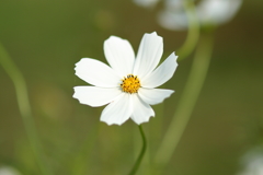 秋桜
