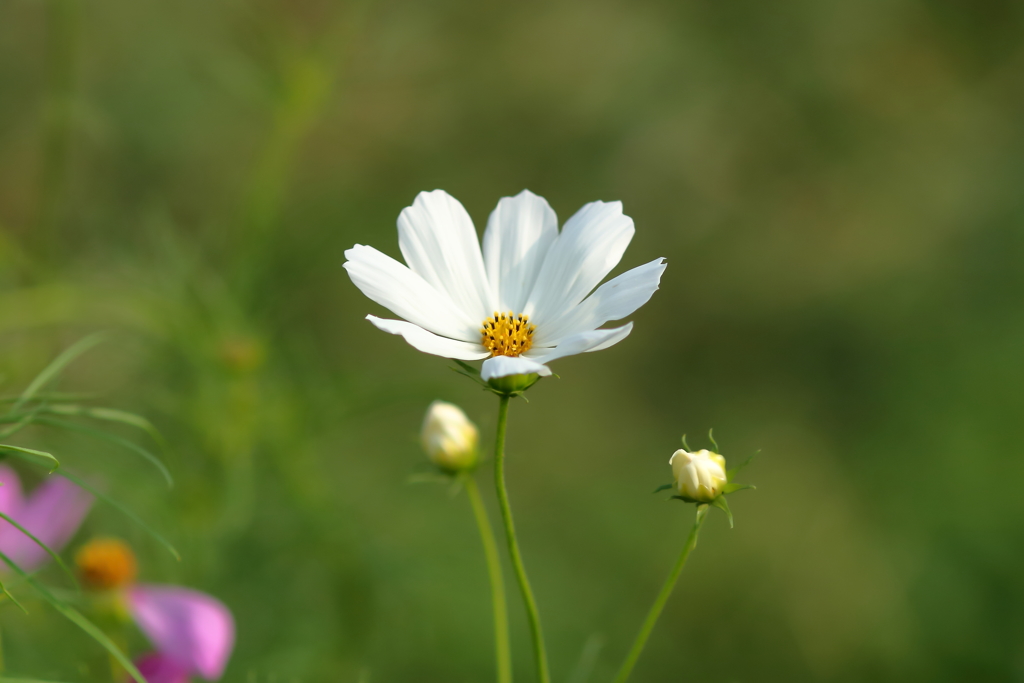 秋桜