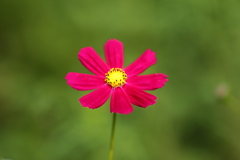 秋桜