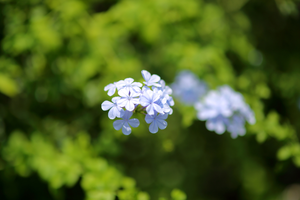 85mm ｆ1.4の世界