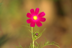 秋桜
