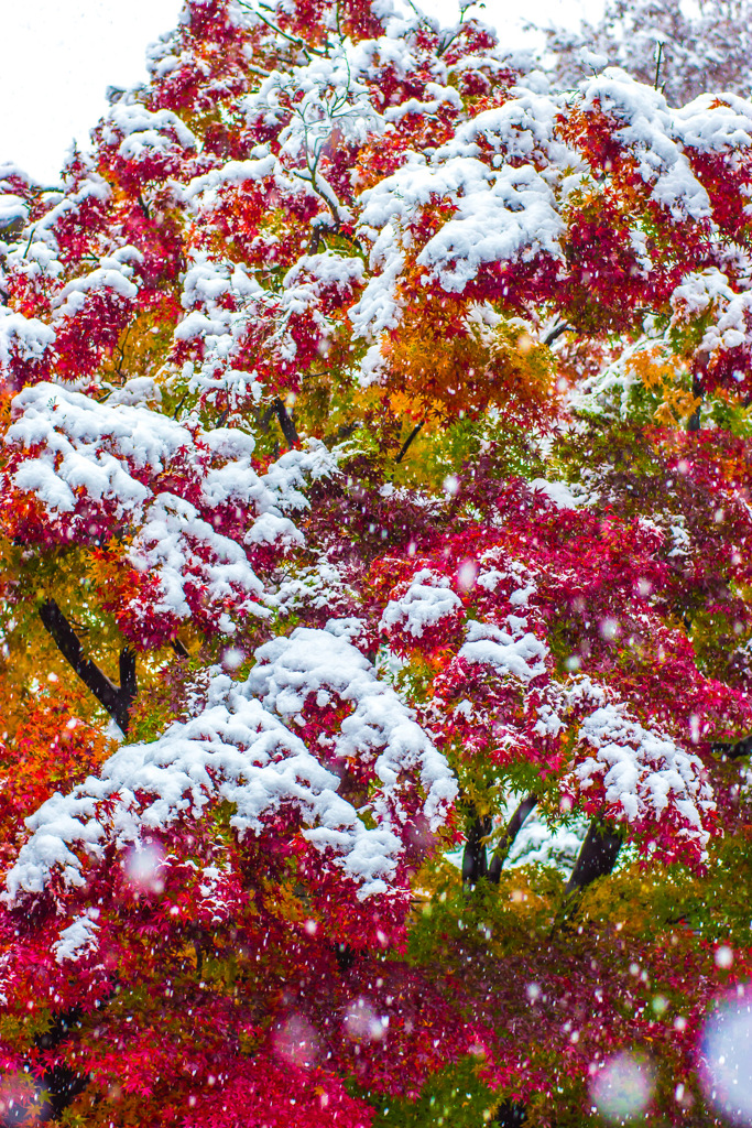 雪と紅葉