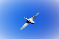 青い空に白鳥