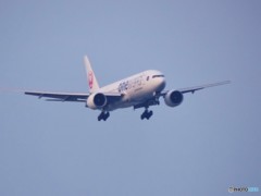 京浜島つばさ公園より撮影  羽田空港へ着陸﻿  (2)