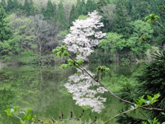 山の中で出会った山桜