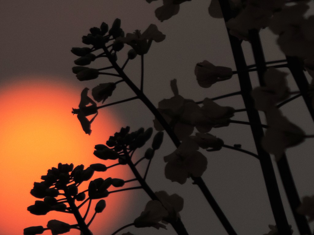 夕暮れと菜の花