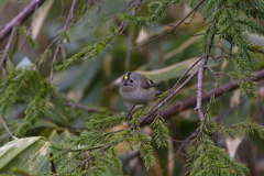 キクイタダキ キクイタダキ