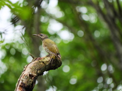 ヤマゲラ