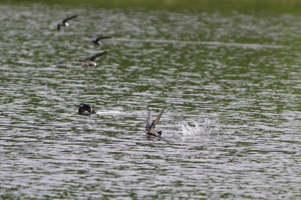 ハリオアマツバメ②