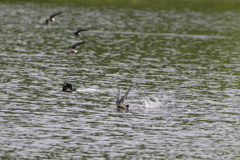 ハリオアマツバメ②