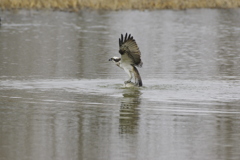 ミサゴ② ミサゴ②