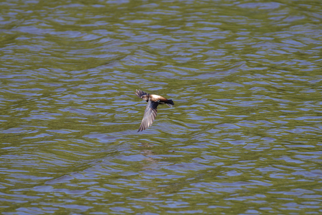 ハリオアマツバメ