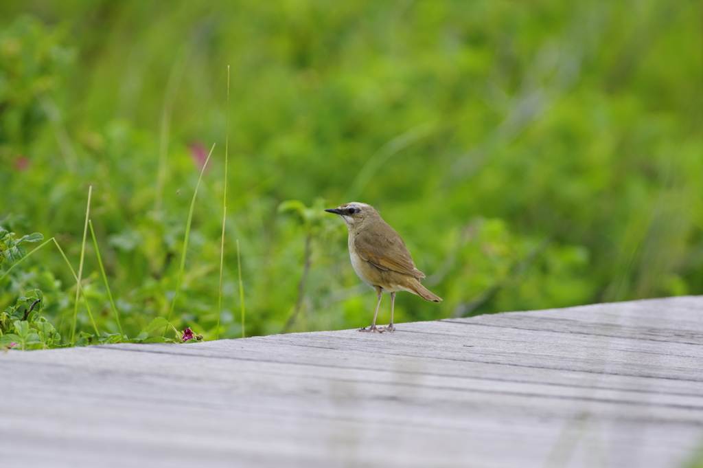 ノゴマ♀