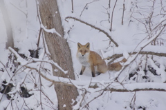 キタキツネ②