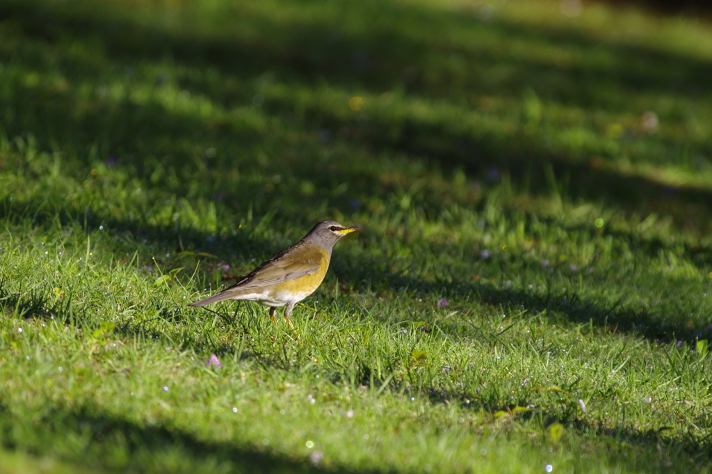 マミチャジナイ