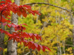紅葉