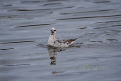 アカエリヒレアシシギ