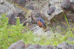 イソヒヨドリ♂