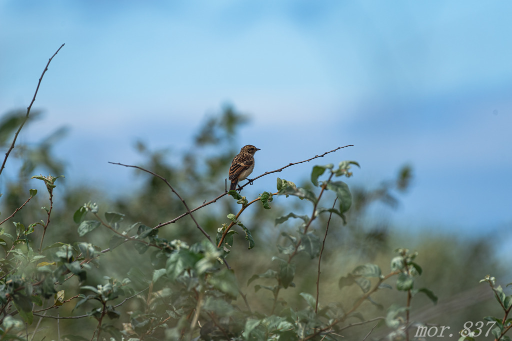 ノビタキ幼鳥 By Fujinrajp Id 写真共有サイト Photohito