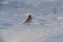 ノドアカツグミ