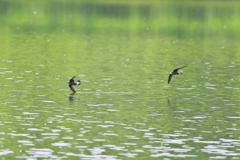 ハリオアマツバメ