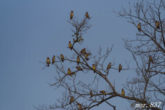 ヒレンジャク②