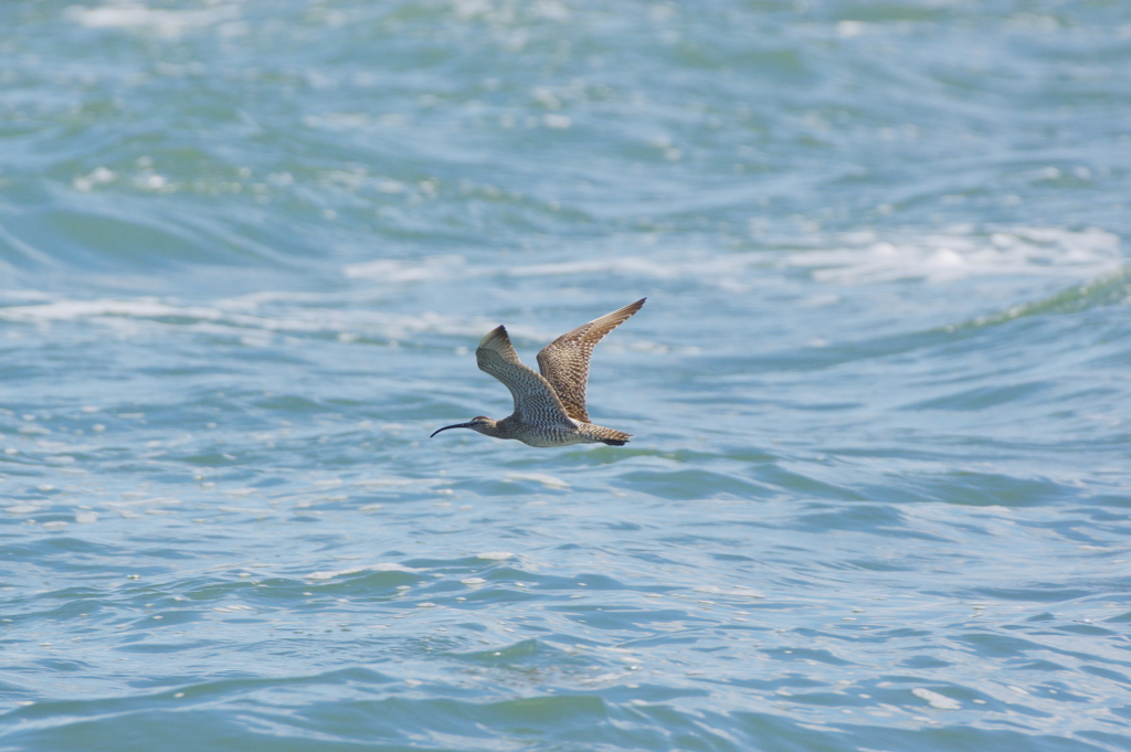  チュウシャクシギ③