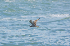  チュウシャクシギ③