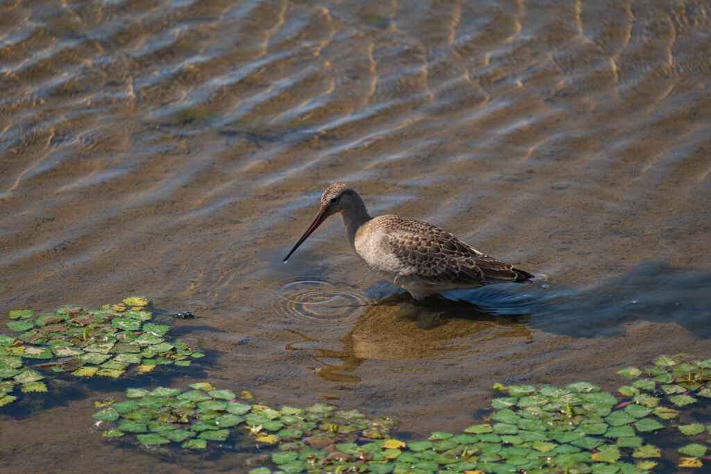 オオソリハシシギ?