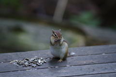 シマリス