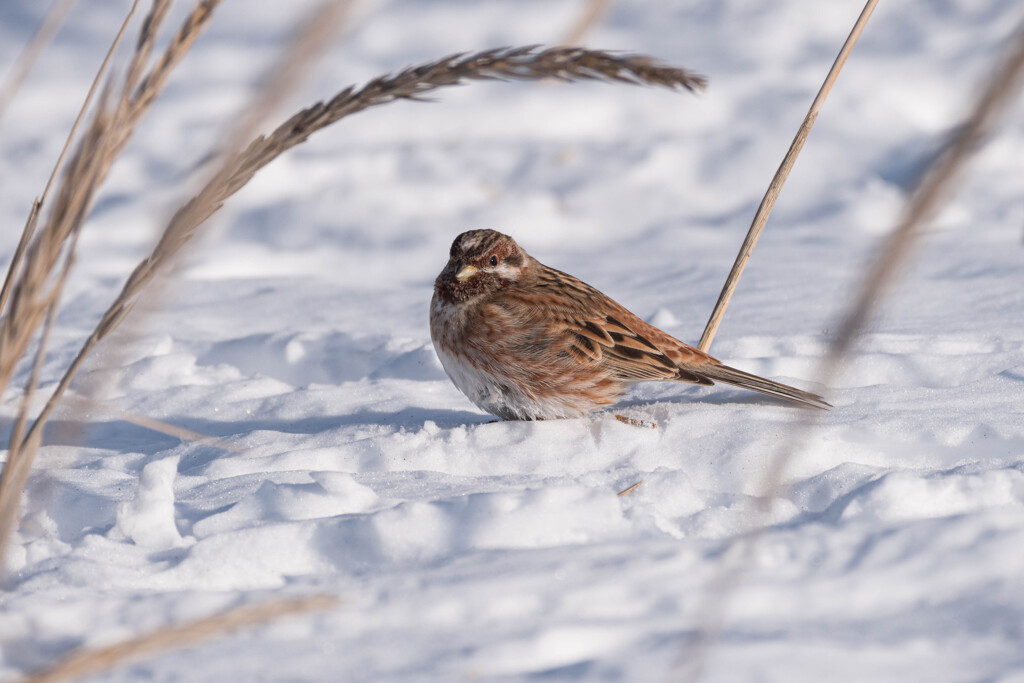 シラガホオジロ