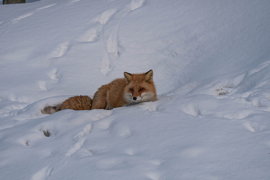 キタキツネ