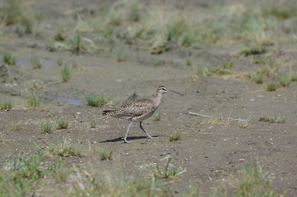  チュウシャクシギ