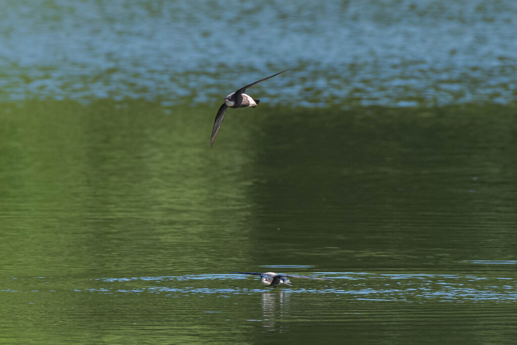ハリオアマツバメ