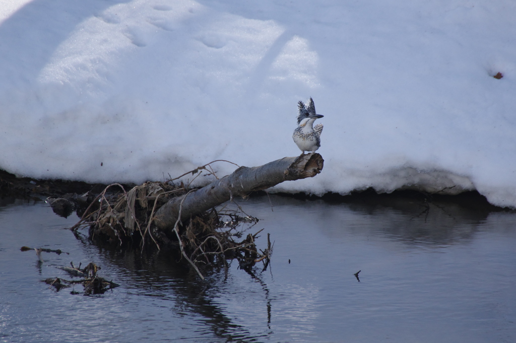 倒木とヤマセミ