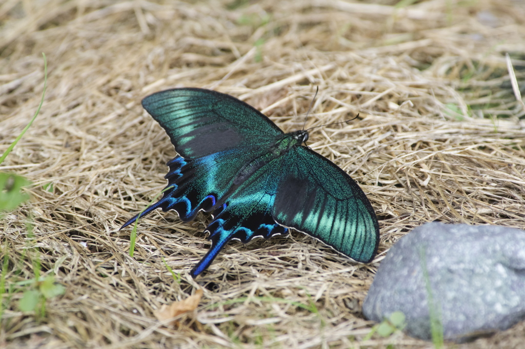 ミヤマカラスアゲハ