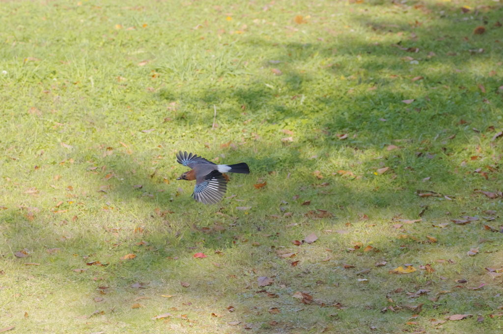 ミヤマカケス③