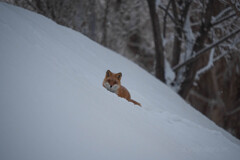 キタキツネ