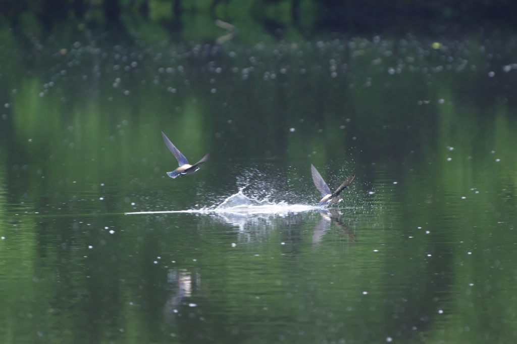 ハリオアマツバメ③