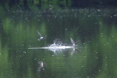 ハリオアマツバメ③