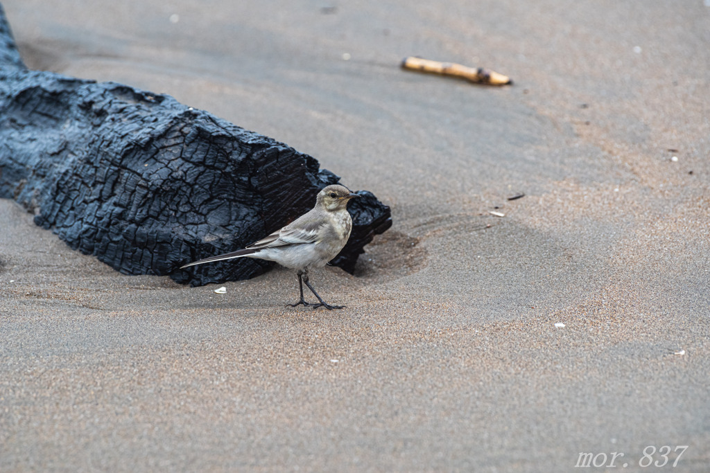 セグロセキレイ