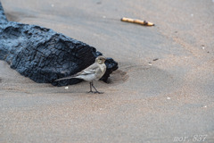 セグロセキレイ