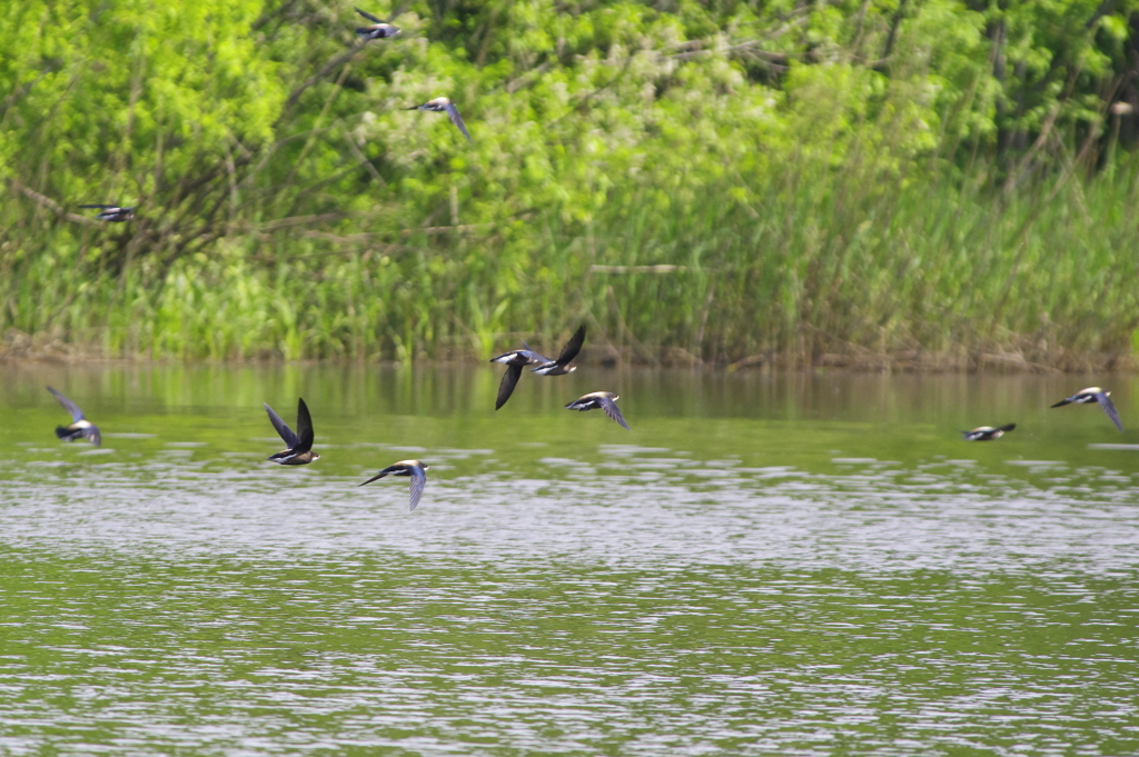 ハリオアマツバメ