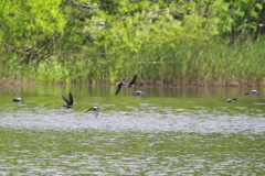 ハリオアマツバメ