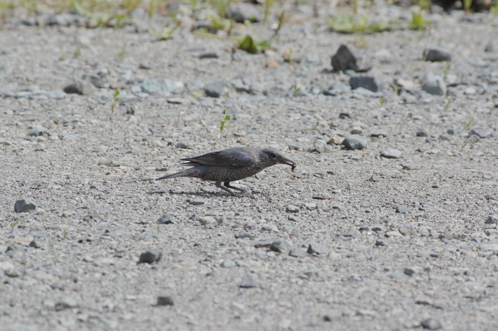 イソヒヨドリ♀